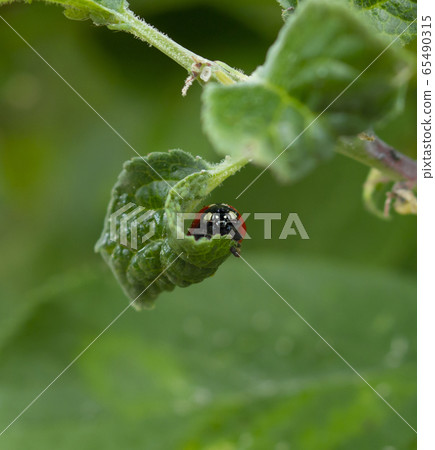 Red Ladybug hiding in curved leaf 65490315