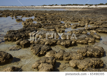 Stromatolite Stromatolite 65490395