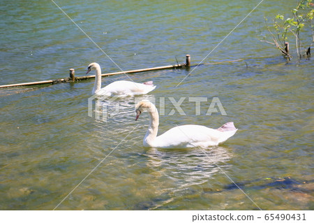 Early summer park swan 65490431