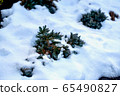 Fir leaves that come out of the snow 65490827