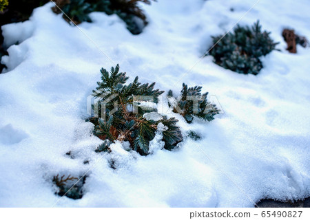 Fir leaves that come out of the snow 65490827