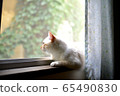 A cat watching the outside from the window 65490830