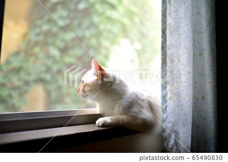A cat watching the outside from the window A cat watching the outside from the window 65490830