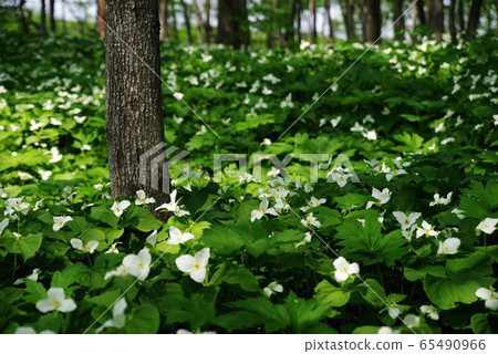 Ooba nano enlivis 65490966