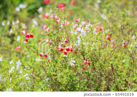 Salvia flower Microphylla 65491019