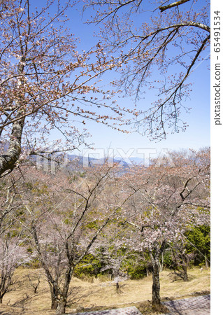 [Yamanashi Prefecture] Scenery from the Sakura Festival Daiboshi Park 65491534
