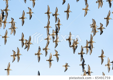 Hamasigi雲 65491759