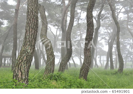 Pine forest with fog 65491901