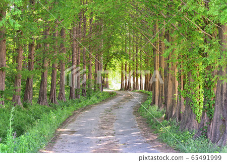 有樹的路 有樹的路 65491999