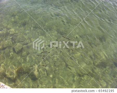 small fish 65492195
