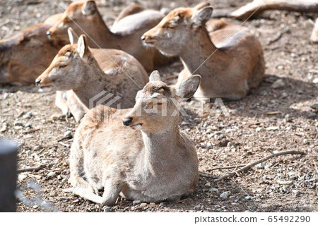 A nap of a deer 65492290