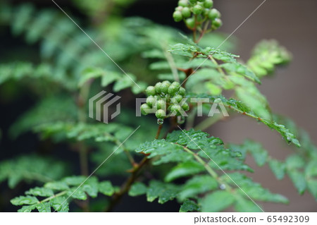 Green rain and peppercorns Green rain and peppercorns 65492309