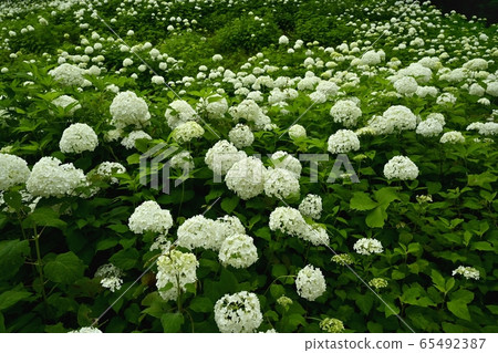 東京夏田安娜貝爾雪山旺季自然村繡球花園 東京夏田安娜貝爾雪山旺季自然村繡球花園 65492387