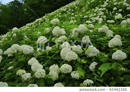 東京夏田安娜貝爾雪山旺季自然村繡球花園 東京夏田安娜貝爾雪山旺季自然村繡球花園 65492388