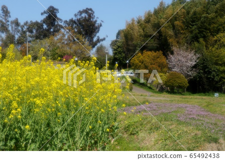 山田池公園風景：強姦：強姦 65492438