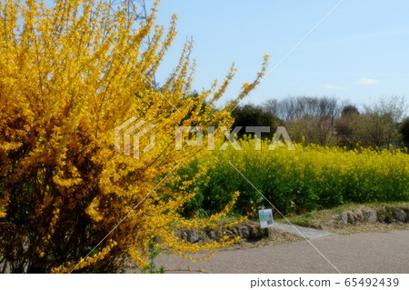 山田池公園風景：強姦：強姦 65492439