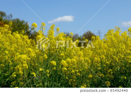 山田池公園風景:強姦:強姦 山田池公園風景:強姦:強姦 65492440