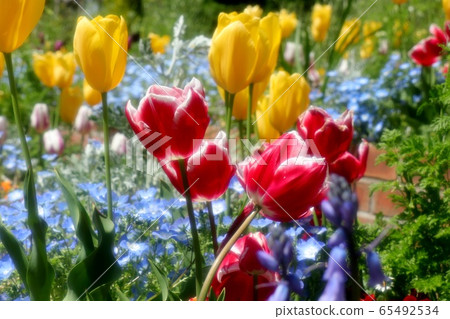  Flowerbed flowers: Nemophila & Chulip: Yamadaike Park 65492534