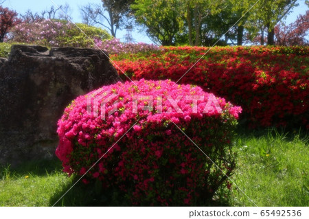 Spring tree flowers: Azalea: Kirishima: Yamadaike Park 65492536