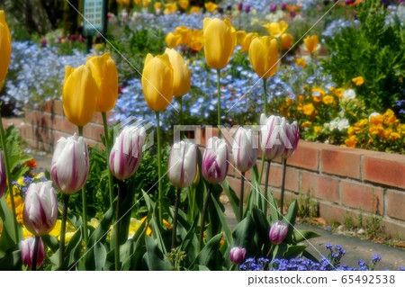  花壇花：Nemophila和Chulip：山田公園 65492538