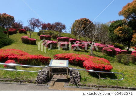 Spring tree flowers: Azalea: Kirishima: Yamadaike Park Spring tree flowers: Azalea: Kirishima: Yamadaike Park 65492571