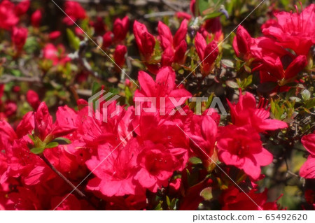 春天的樹花:杜鵑花:霧島:山田池公園 春天的樹花:杜鵑花:霧島:山田池公園 65492620