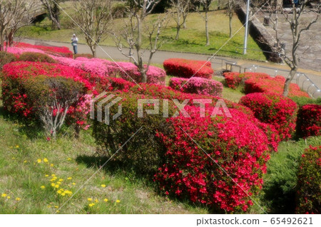 春天的樹花:杜鵑花:霧島:山田池公園 春天的樹花:杜鵑花:霧島:山田池公園 65492621