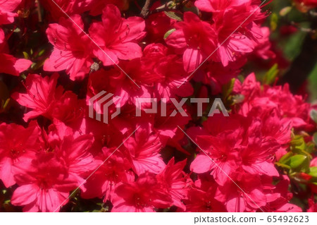 Spring tree flowers: Azalea: Kirishima: Yamadaike Park Spring tree flowers: Azalea: Kirishima: Yamadaike Park 65492623