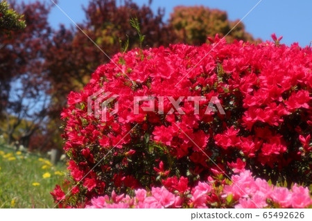 Spring tree flowers: Azalea: Kirishima: Yamadaike Park 65492626
