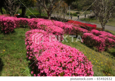春天的樹花:杜鵑花:霧島:山田池公園 春天的樹花:杜鵑花:霧島:山田池公園 65492632