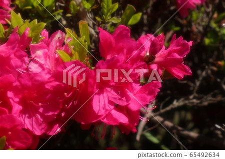 春天的樹花:杜鵑花:霧島:山田池公園 春天的樹花:杜鵑花:霧島:山田池公園 65492634