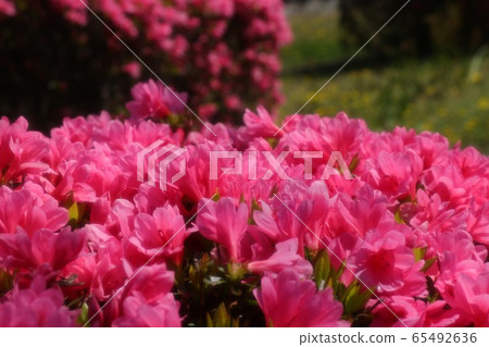 Spring tree flowers: Azalea: Kirishima: Yamadaike Park 65492636