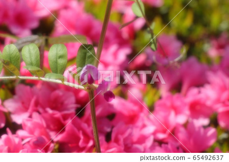 春天的樹花:杜鵑花:霧島:山田池公園 春天的樹花:杜鵑花:霧島:山田池公園 65492637