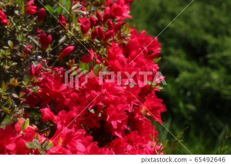 春天的樹花:杜鵑花:霧島:山田池公園 春天的樹花:杜鵑花:霧島:山田池公園 65492646