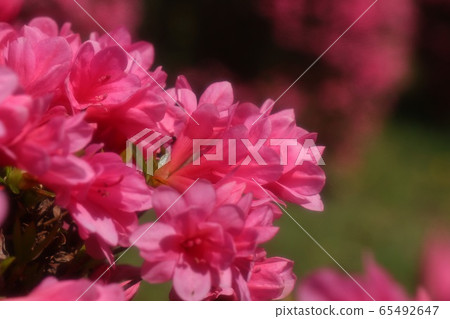 春天的樹花:杜鵑花:霧島:山田池公園 春天的樹花:杜鵑花:霧島:山田池公園 65492647