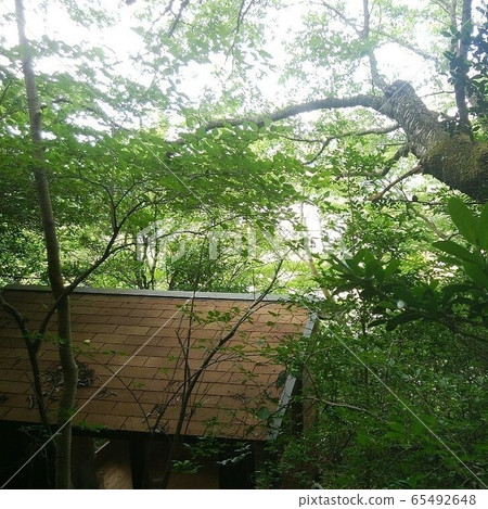小屋新鮮綠色1 小屋新鮮綠色1 65492648