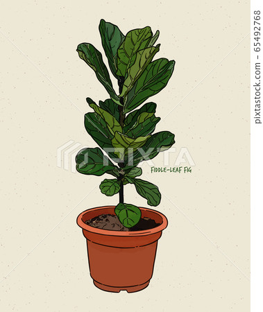 Ficus lyrata, commonly known as the fiddle-leaf 65492768