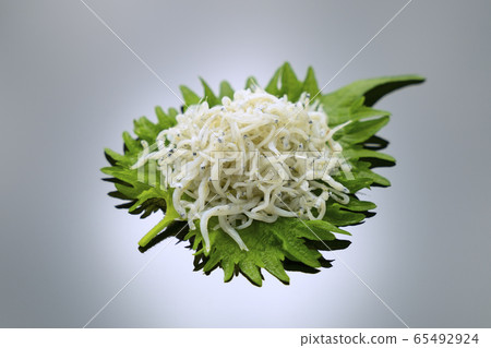 白蘇幹樹葉 65492924