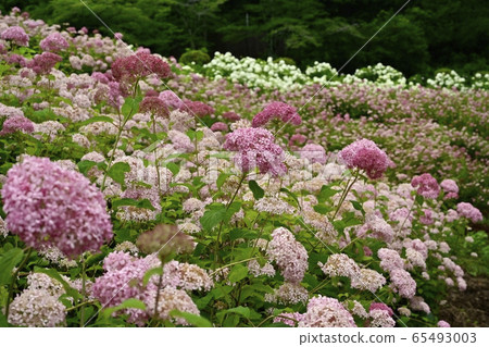 Tokyo Summer Land Wanful Nature Village Hydrangea Garden White and Pink Annabelle 65493003