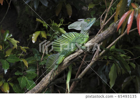 Green basilisk Green basilisk 65493135