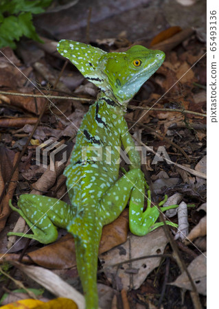 Green basilisk Green basilisk 65493136