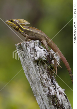 Brown basilix 65493138