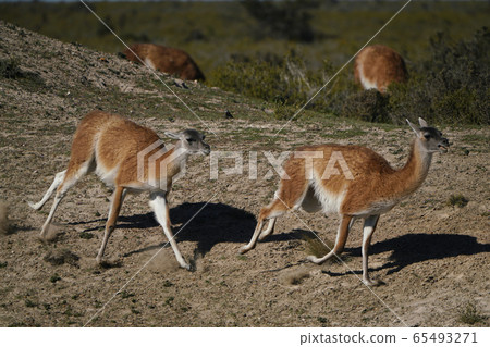 Guanaco Guanaco 65493271