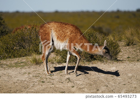 Guanaco Guanaco 65493273