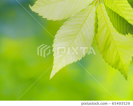 新鮮的綠色zelkova葉子 65493529