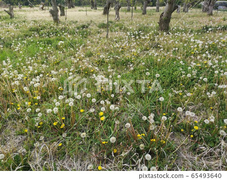 Dandelion's fluff 65493640
