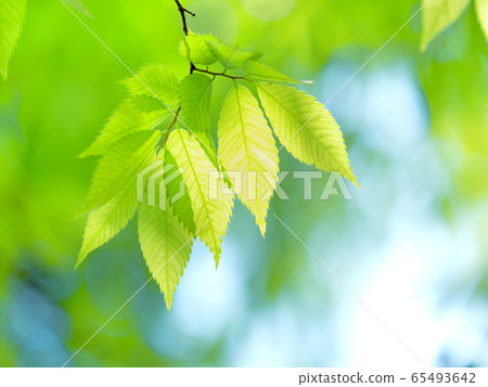Fresh green zelkova leaves Fresh green zelkova leaves 65493642