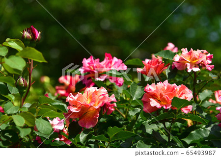 玫瑰 玫瑰 65493987