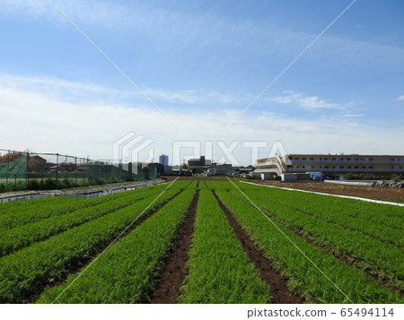 胡蘿蔔領域和藍天! .. ..一片寧靜的風景! .. .. .. 胡蘿蔔領域和藍天! .. ..一片寧靜的風景! .. .. .. 65494114