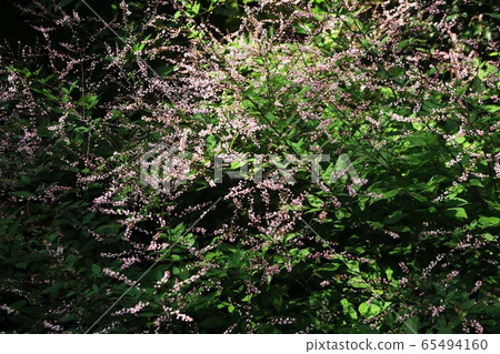 Wild grass, a group of blooming Nasubitohagi flowers 65494160